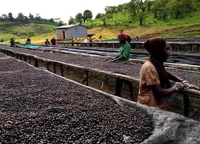 Panama vs. Ethiopia Gesha Village: A Complete Guide to Variety Origins, Flavor Profiles, and Pour Over Recommendations