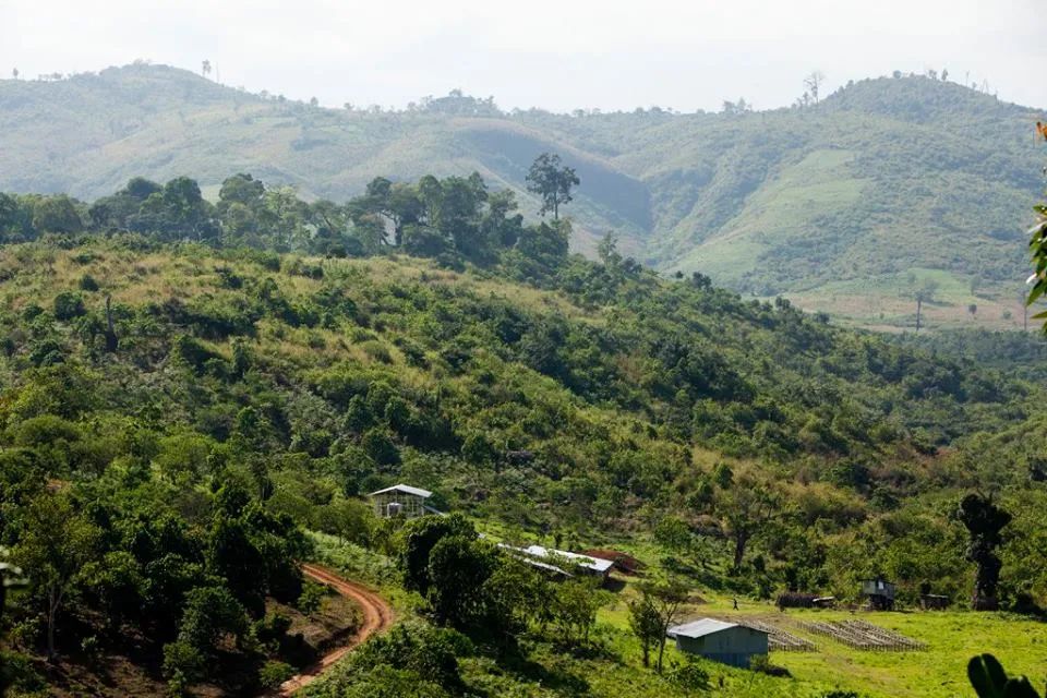 Analysis of Yirgacheffe Coffee Flavors: Processing Characteristics of GuDingDing and Red Cherry Beans, and Pour Over Recommendations
