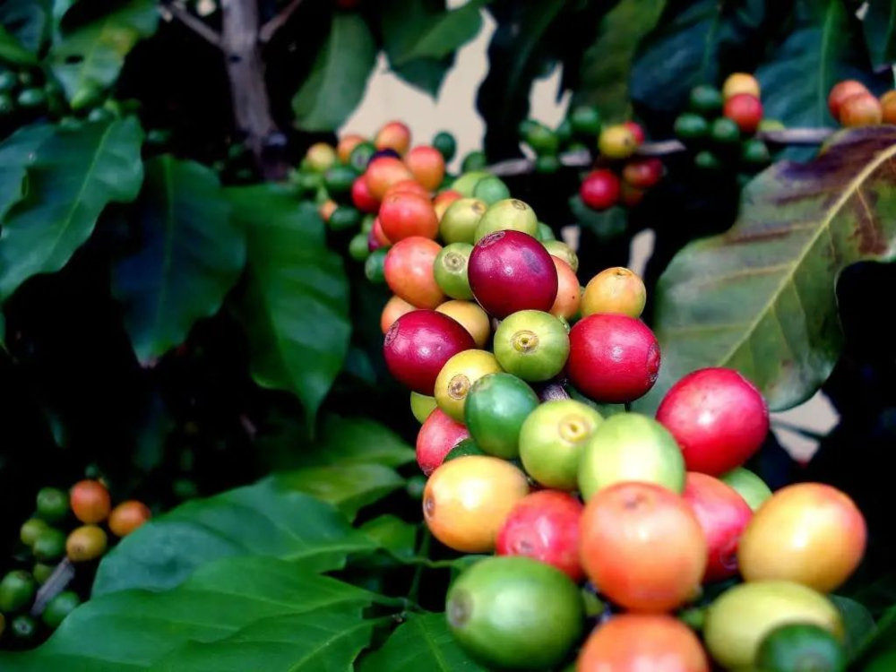 Are Arabica coffee beans American-style black coffee? Flavor analysis and healthy drinking guide