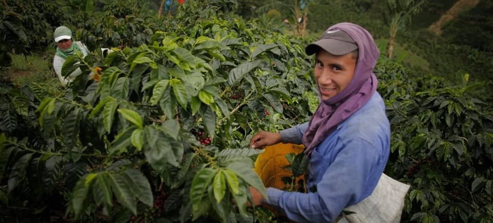 Complete Guide to Colombia’s Huila Coffee Region: Flavor Profiles, Processing Methods, and Pour Over Parameters