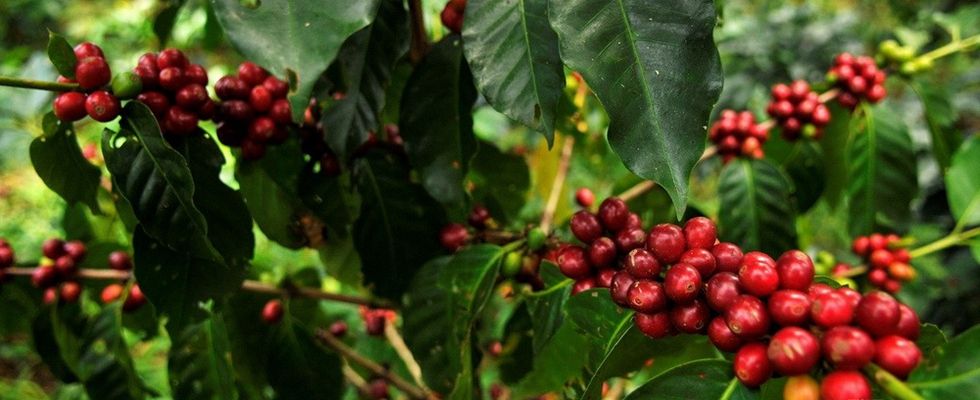 Pour Over Brewing Guide for Colombian Huila Coffee Beans: Parameters, Flavor Profile, and KONO Filter Cup Application