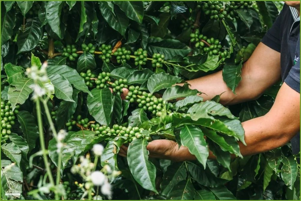 How to Choose Colombian Huila Coffee Beans? A Complete Guide to Pour Over Parameters and Flavor Profiles