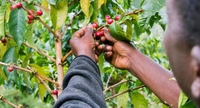Yirgacheffe Pour Over Beginner's Guide: Analyzing Washed Processing and Floral-Fruity Flavor Extraction Essentials