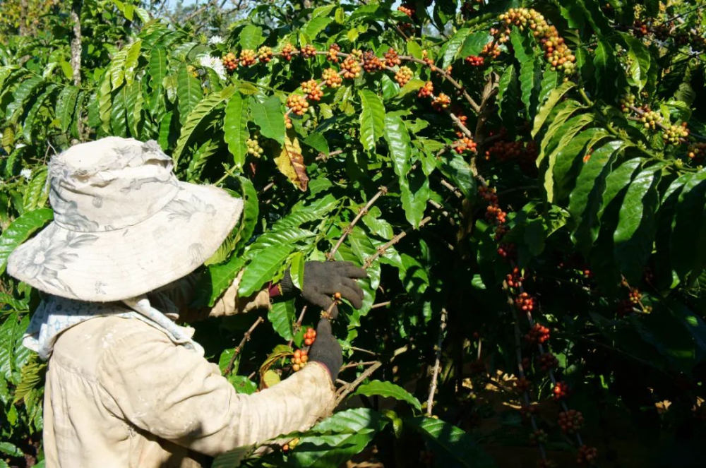 How to Choose Yunnan Small-Bean Coffee? Raw Bean Grades, Pour Over Parameters & Flavor Analysis