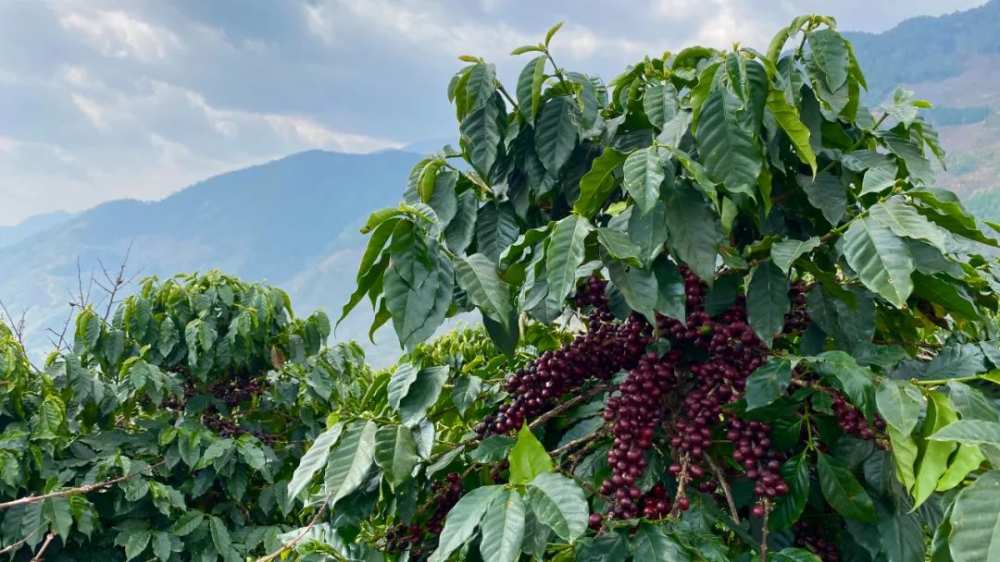 Decoding the Flavors of Ethiopian Yirgacheffe SOE | Brewing Guide for the Little Black Cup and Coffee Menu