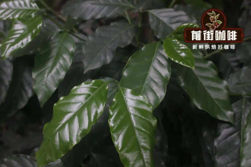 A Comprehensive Guide to Arabica Coffee Bean Varieties and Origins | Flavor Profiles and Brewing Recommendations
