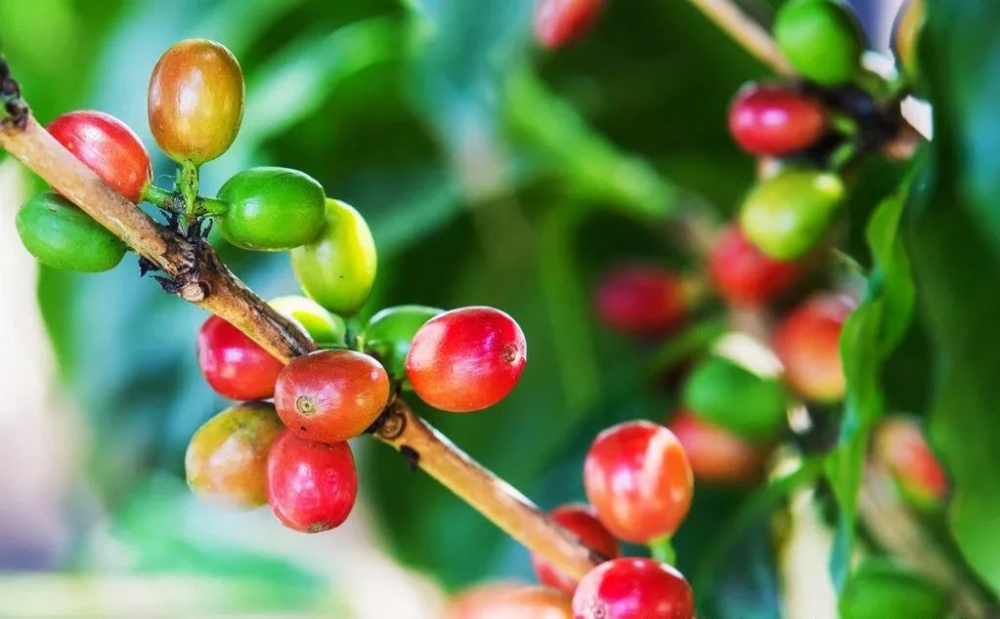 The Ultimate Guide to Arabica Coffee Varieties: From Typica to Heirloom, Explore Selected Flavor Profiles