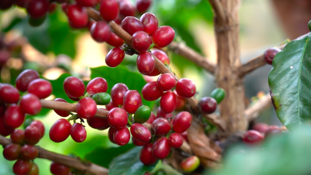 A Complete Guide to Yirgacheffe Coffee Beans: Price Comparison, Flavor Profile & Pour Over Parameters