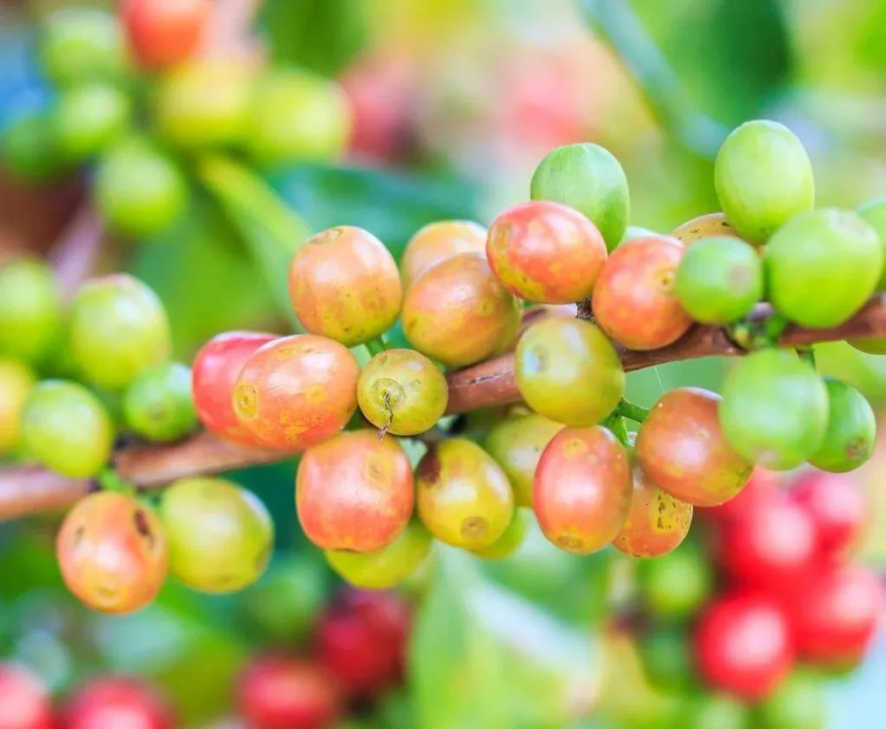 The Ultimate Guide to Arabica Coffee Varieties: From Typica to Heirloom, Explore Selected Flavor Profiles