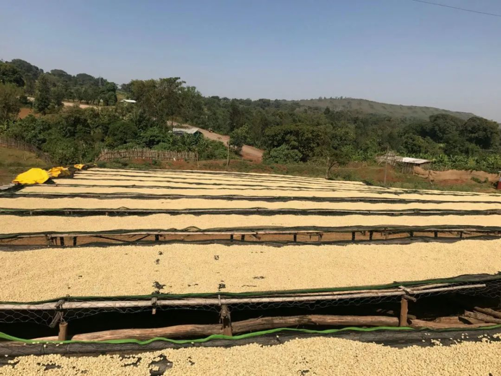 Decoding Ethiopian Yirgacheffe Flavors: A Complete Guide to Pour Over Parameters, Regional Characteristics, and Extraction Techniques
