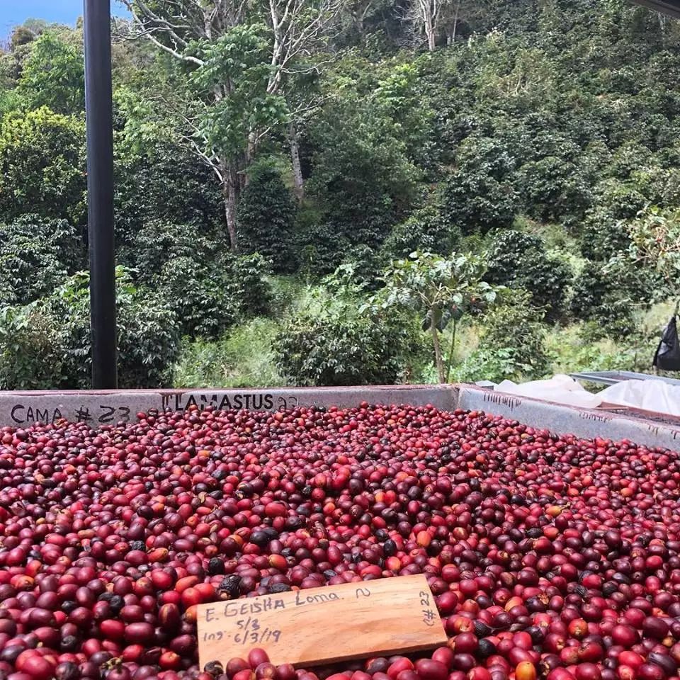 Panama vs. Ethiopia Gesha Village: A Complete Guide to Variety Origins, Flavor Profiles, and Pour Over Recommendations