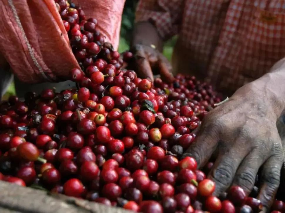 Are Arabica coffee beans American-style black coffee? Flavor analysis and healthy drinking guide