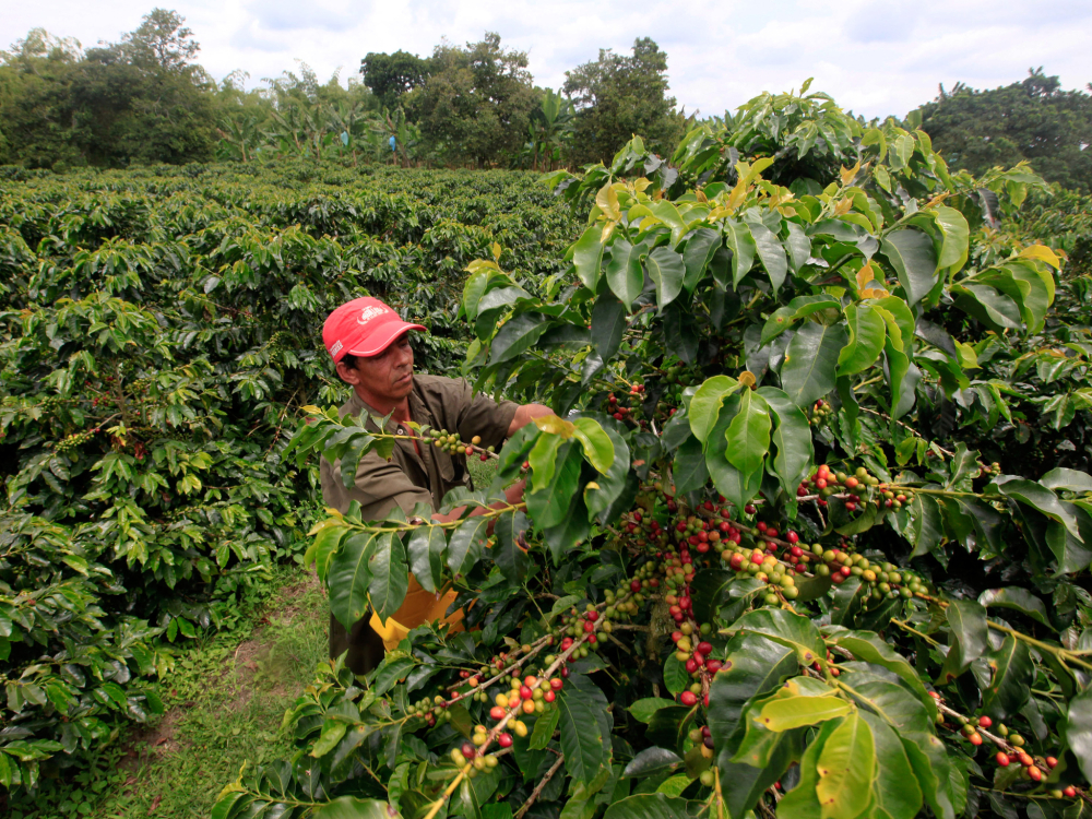 A Complete Guide to Yunnan Specialty Coffee Beans: Regions, Processing Methods, and Pour Over Parameters for Natural Typica