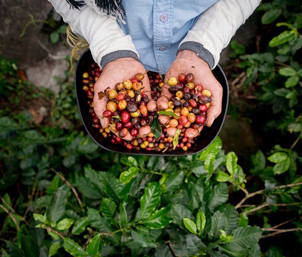 Analysis of Colombian Coffee Grading and Regions: From the Andes to the Washed Flavors of Huila