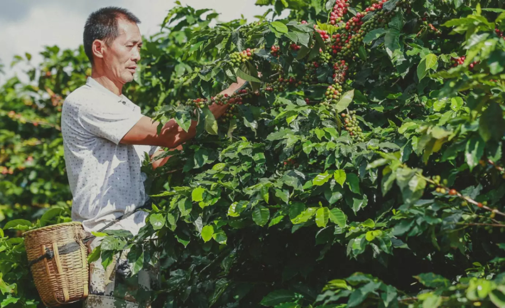 A Complete Guide to Yunnan Coffee Varieties and Processing Methods: From Catimor to Typica, Decoding Caramel, Nutty, and Chocolatey Flavors