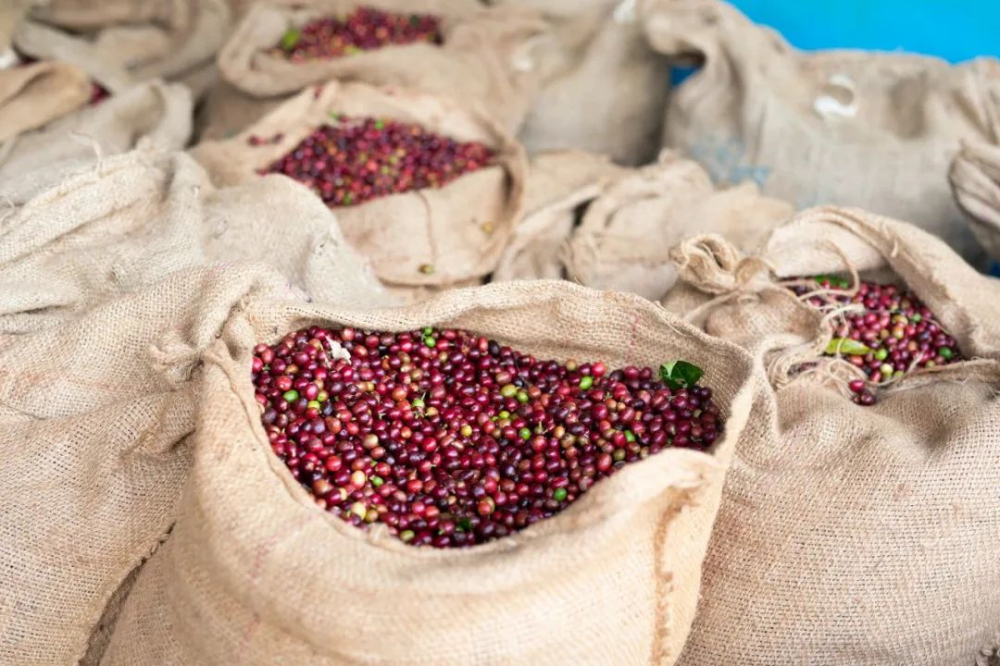 A Comprehensive Guide to Ethiopian Natural Yirgacheffe: TOH Champion Background & Washed Version Comparison
