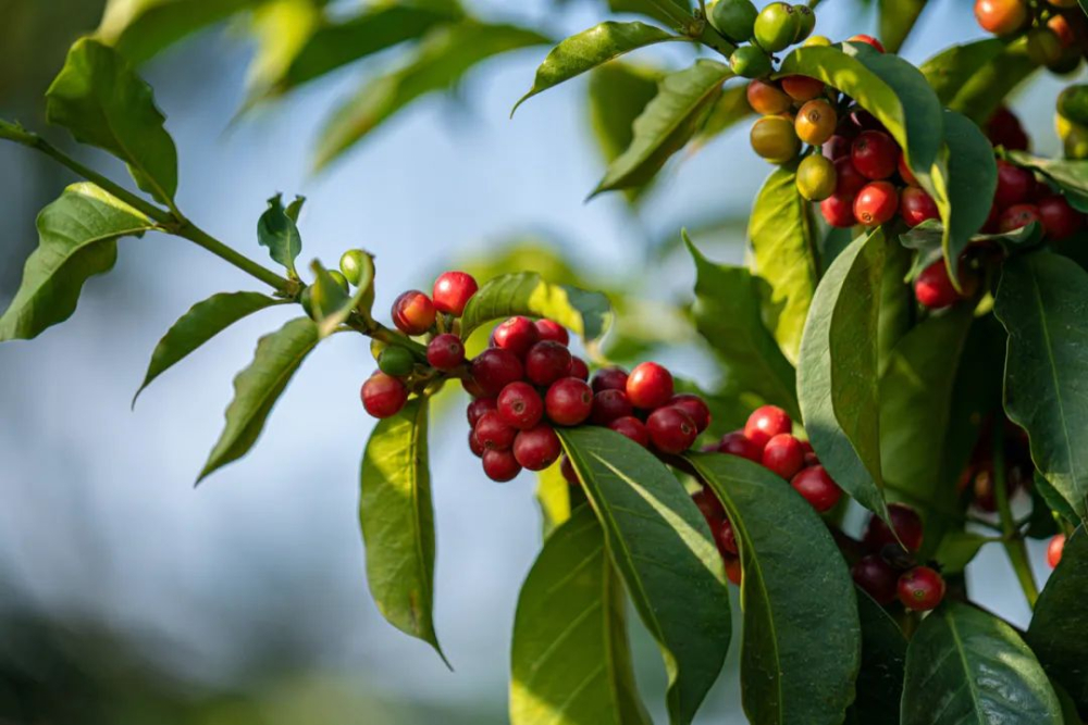 A Complete Guide to Ethiopia's Gesha Village Estate: From Origins to Flavor Profile, and How to Brew It for Optimal Performance