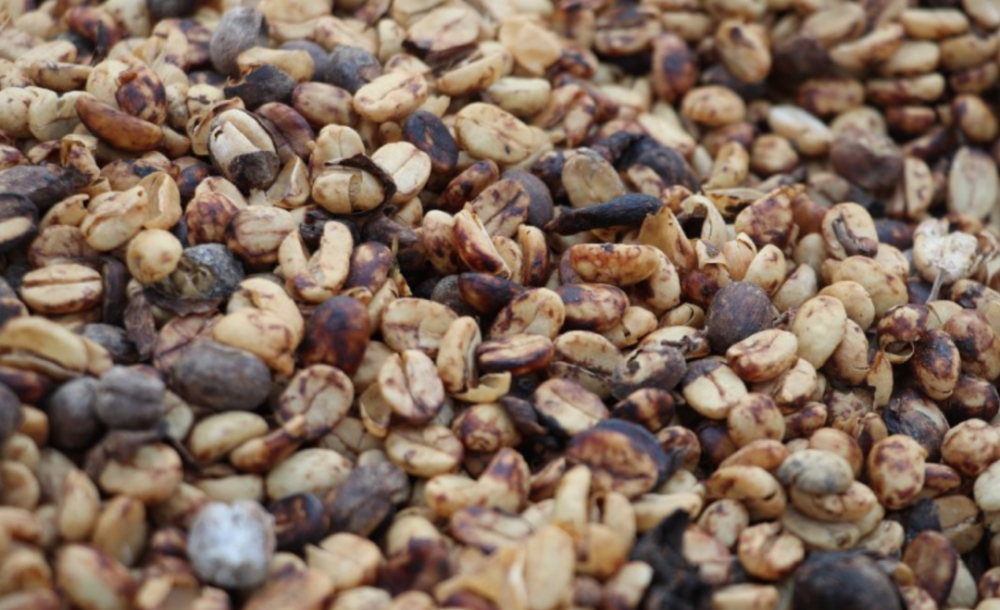 A Complete Guide to Costa Rica Honey Processed Coffee Beans: Differences and Flavor Profiles of Black Honey, Red Honey, Yellow Honey, and White Honey
