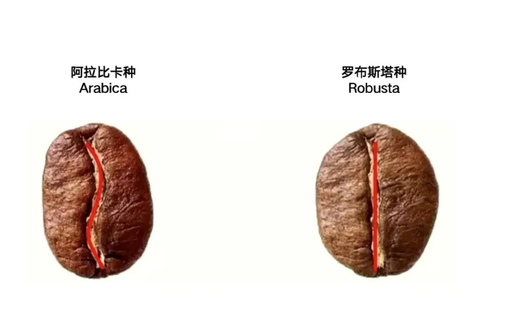 Pour Over Guide for Arabica Coffee: A Comprehensive Analysis from Varietal Characteristics to Brewing Parameters