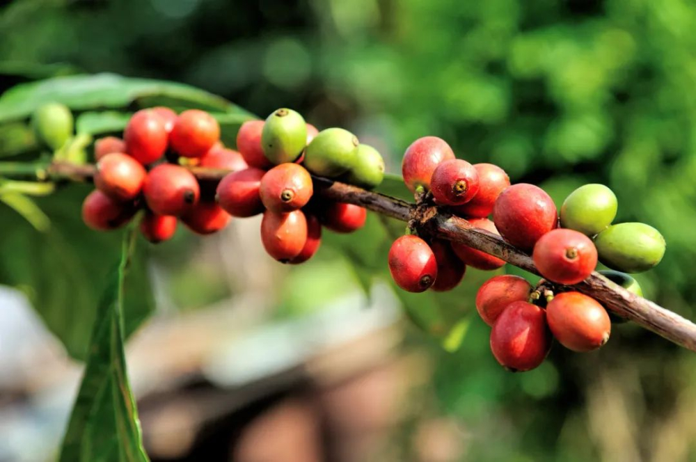 Robusta vs Arabica Coffee Beans: A Complete Guide to Flavor, Cultivation, and Selection