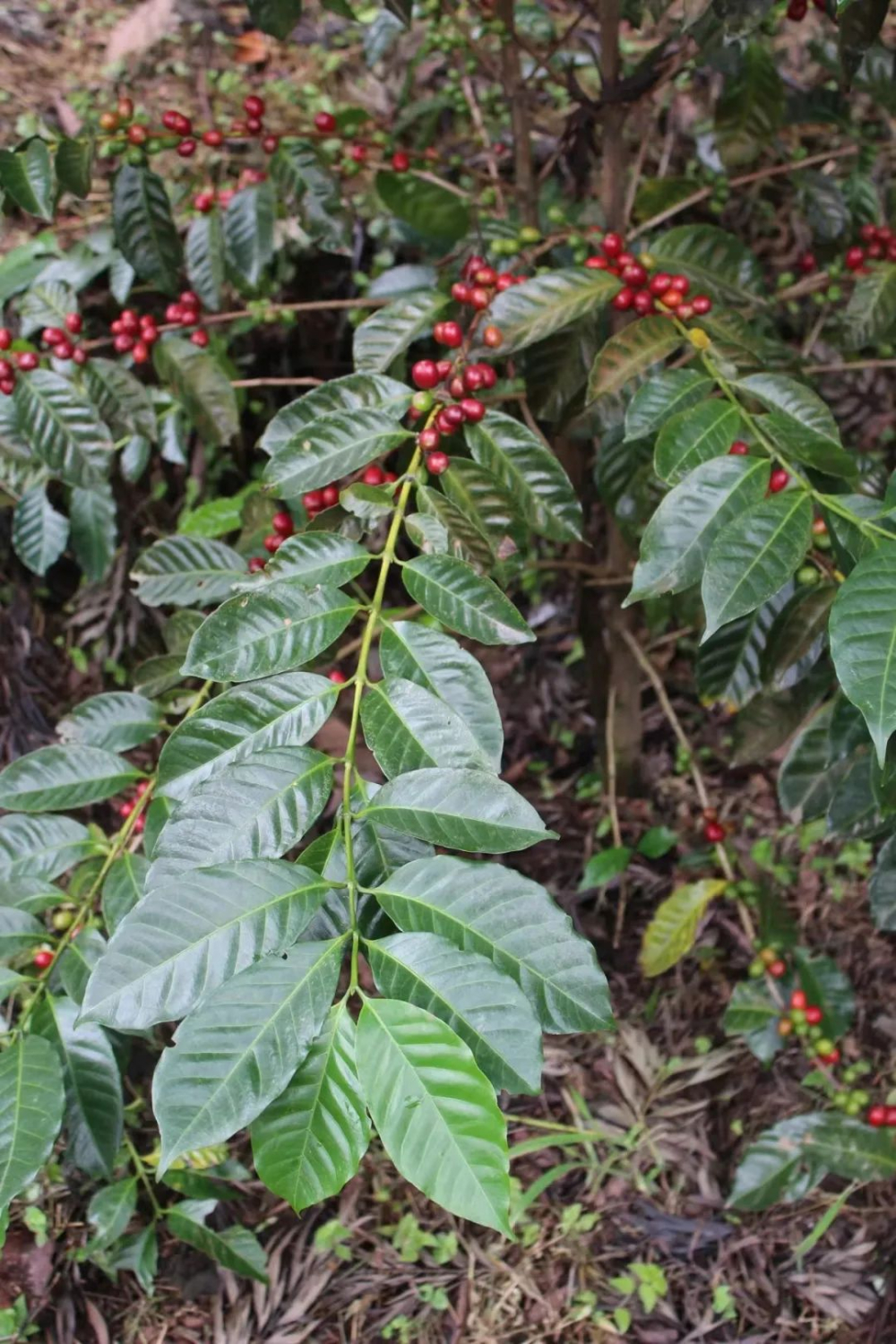From the Gesha Forest in Ethiopia to Panama T2722: The Evolution of the Geisha Coffee Variety and Its Flavor Secrets