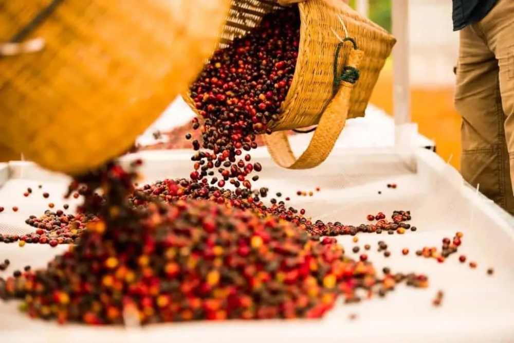 Complete Guide to Yunnan Coffee Regions: Which Beans from Baoshan and Lincang Are Better for Pour Over?