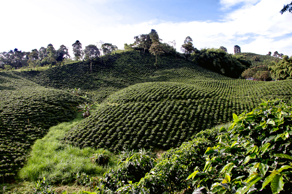 How to choose specialty coffee beans from Colombia? Pour over parameters and region analysis of washed Huila beans
