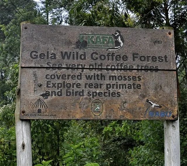 A Comprehensive Guide to Ethiopian Heirloom and Landrace Coffee Varieties: From Landraces to Naming Evolution