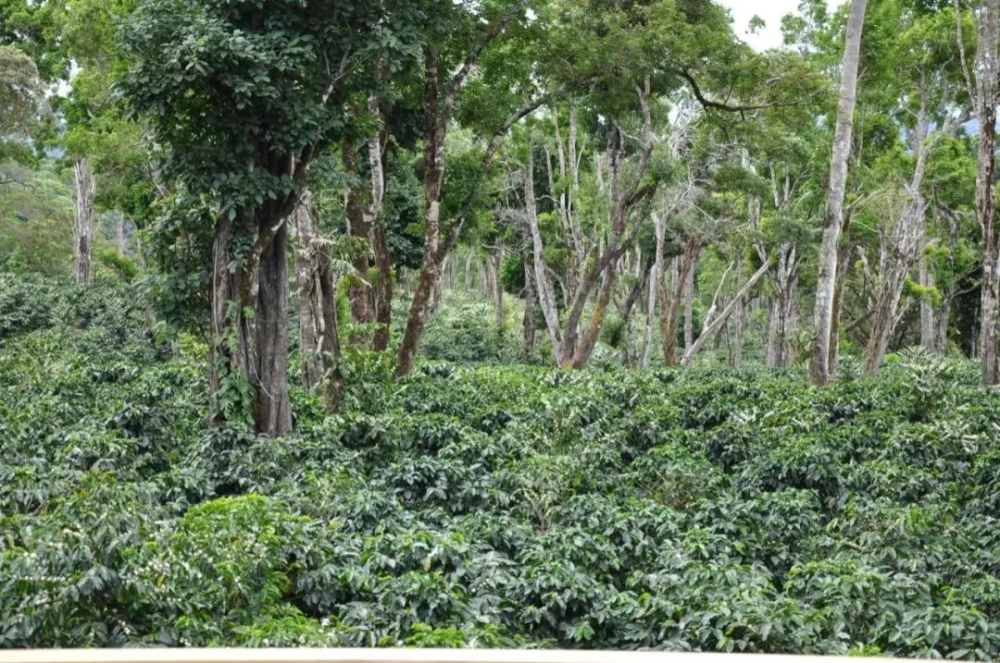 Where does coffee sweetness come from? A complete breakdown of variety, processing, roasting, and pour over