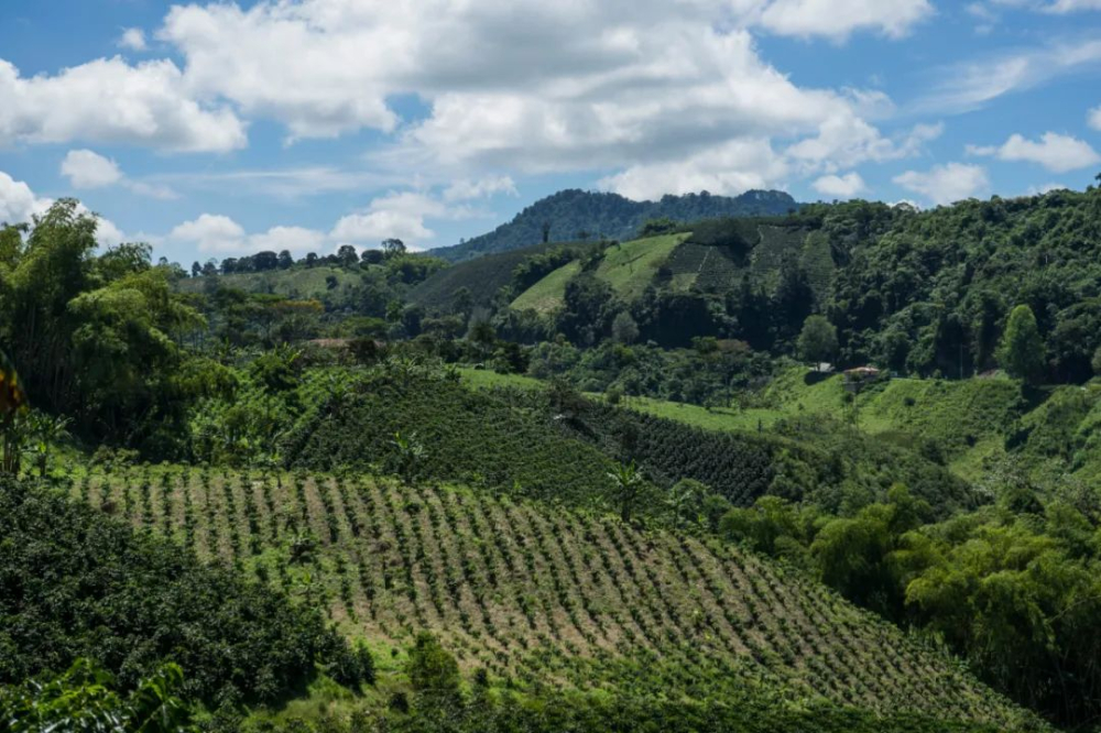 Complete Guide to Colombian Supremo Green Beans: Master Regions, Grading, and Pour Over Techniques