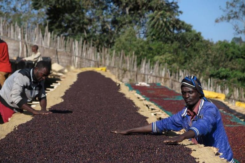 Ethiopia Sidamo & Guji Hua Kui: Flavor Analysis and Pour Over Guide for Sun-Dried Coffee Beans