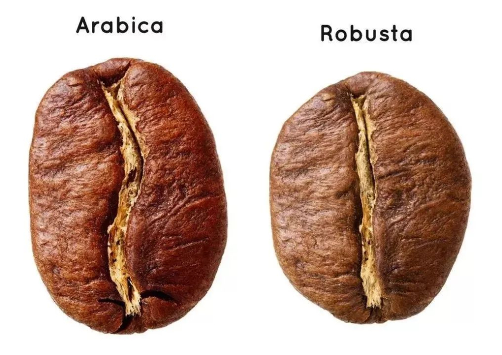 Robusta vs Arabica Coffee Beans: A Complete Guide to Flavor, Cultivation, and Selection