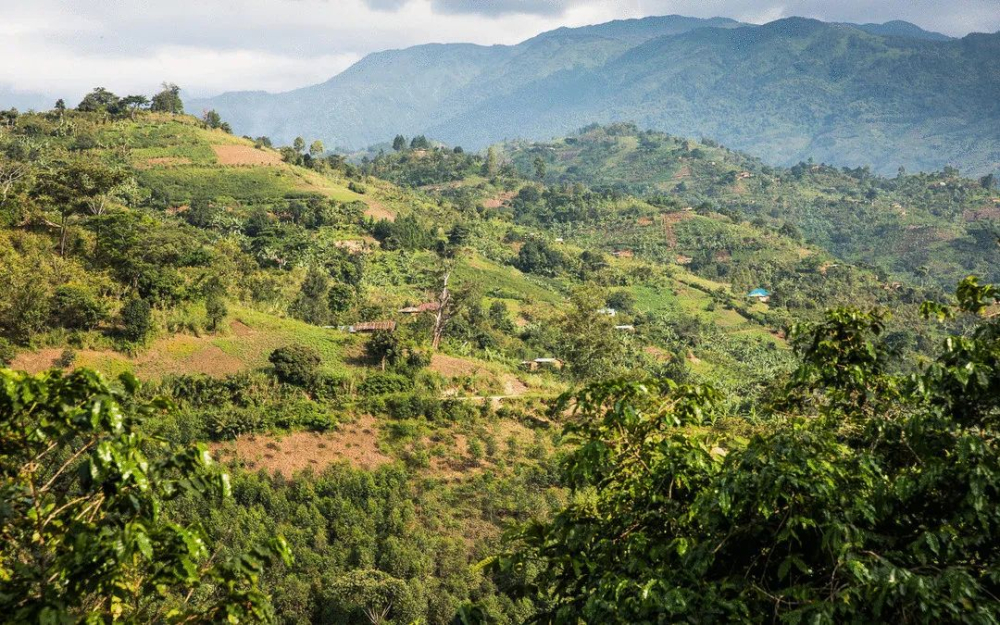 A Comprehensive Guide to Ethiopian Yirgacheffe Coffee Beans: Unveiling Origin, Processing Methods, and Pour Over Parameters