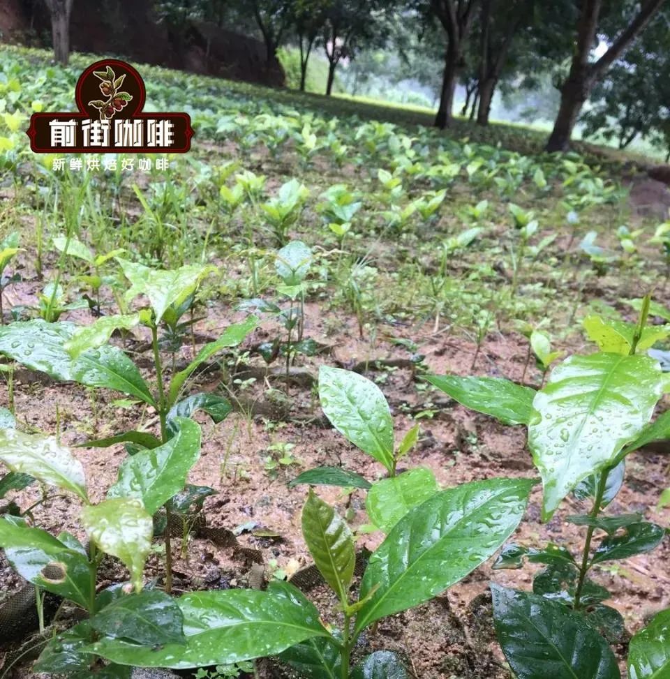 A Complete Guide to Yunnan Typica Coffee: From Flavor and Cultivation to Pour Over Parameters