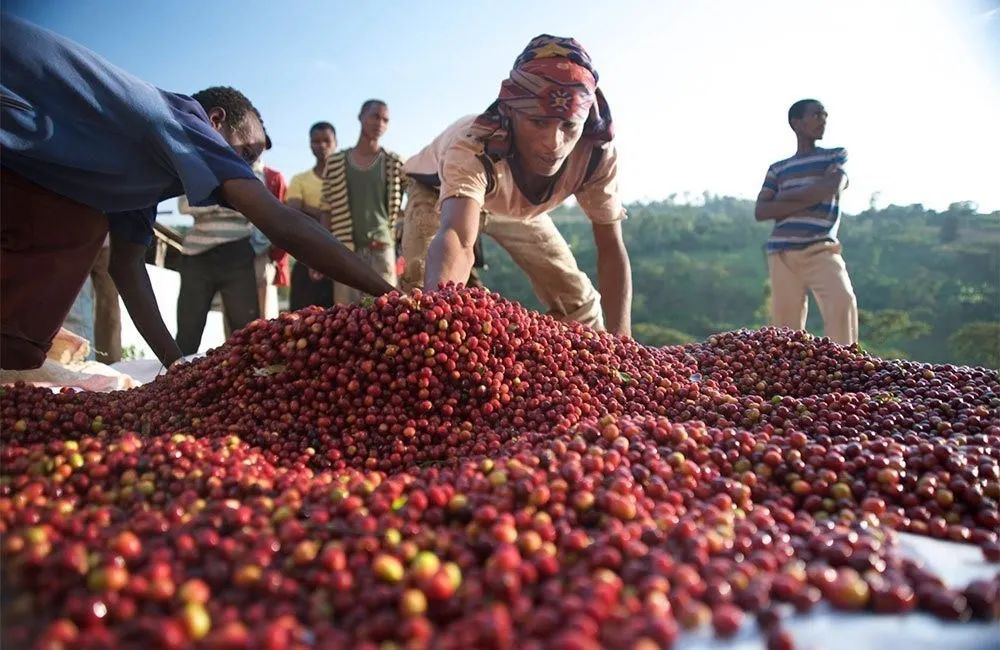 Hand-Pouring Guide for Hua Kui 8.0 Natural Bean: A Complete Tutorial from Origin to V60 Three-Stage Extraction Parameters