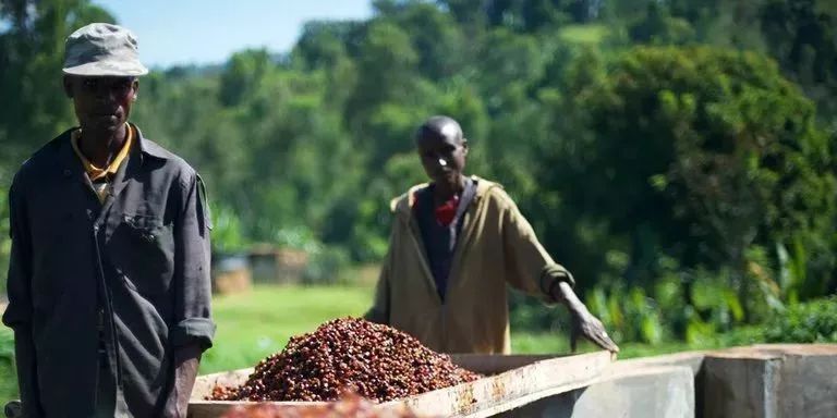 Front Street Coffee's Pour Over Guide for Ethiopian Yirgacheffe Natural Beans: A Complete Breakdown from Bean Selection to Flavor Extraction