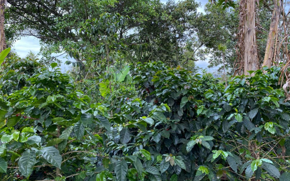 Complete Guide to Colombian Coffee: Regional Characteristics, Grade Classifications, and Practical Pour Over & Moka Pot Brewing with Huila Washed Beans