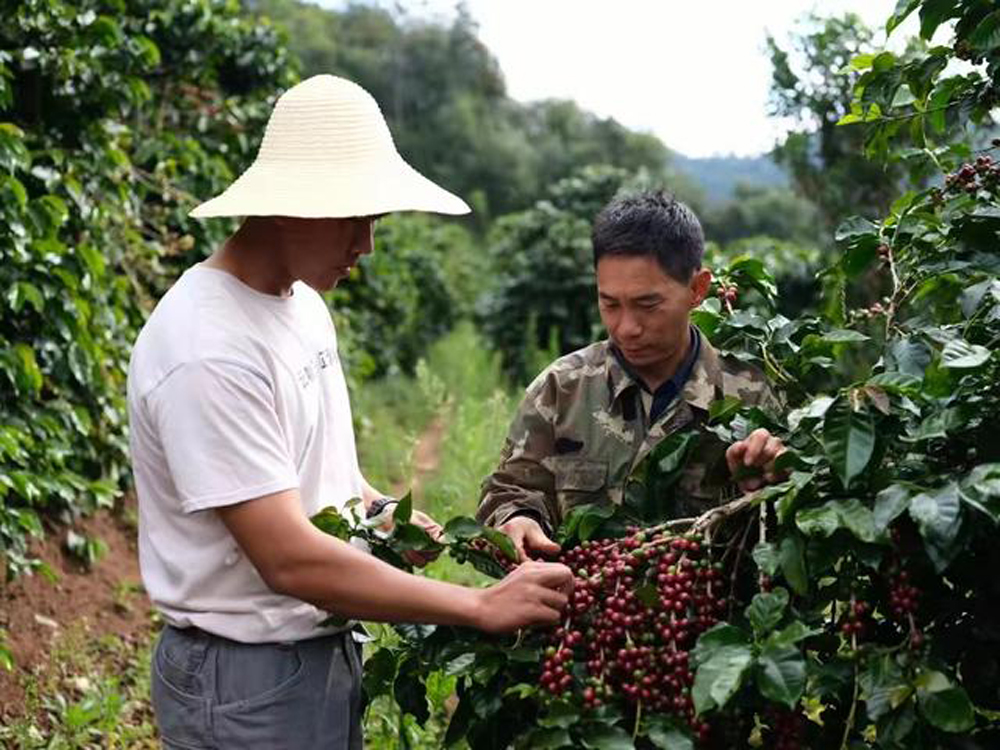 In-depth Analysis of Yunnan Small Bean Coffee: Catimor Variety, Regional Characteristics, and Pour Over Recommendations