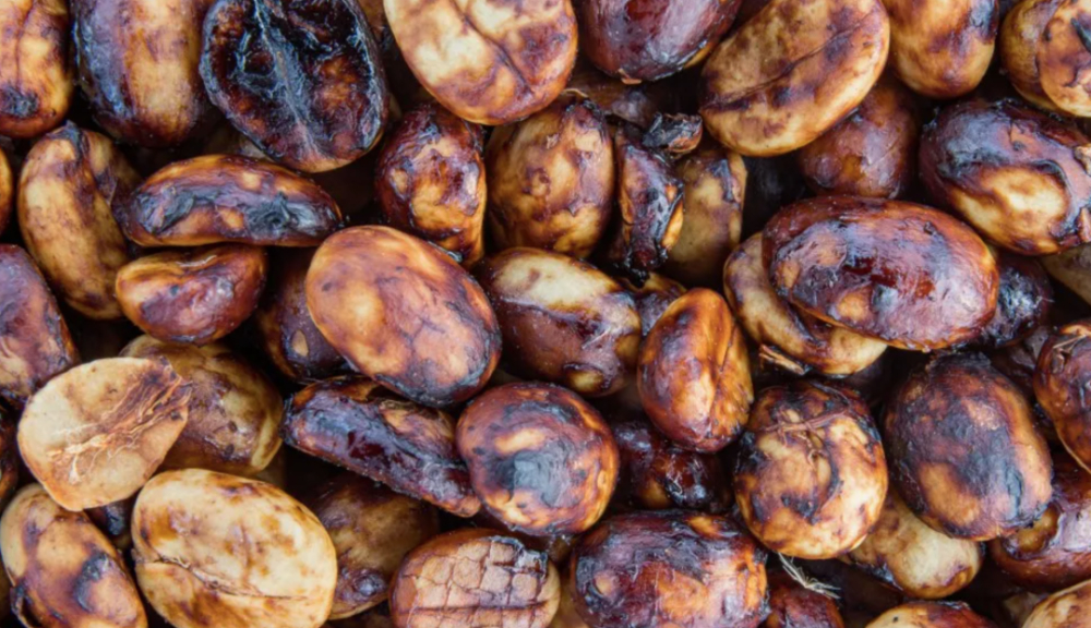 How to Choose Honey-Processed Coffee Beans? Understand Flavor Differences from White Honey to Black Honey and Pour Over Recommendations All at Once