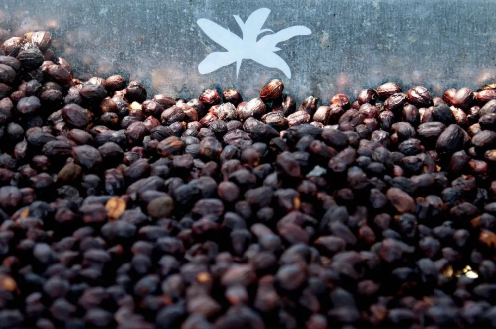 A Complete Guide to Finca El Valle Geisha Varieties | Differences Between Red and Green Labels & Pour Over Brewing Tips