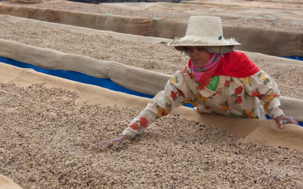 How to Use Robusta Coffee Beans? Their Key Role and Flavor Profile in Blended Specialty Beans