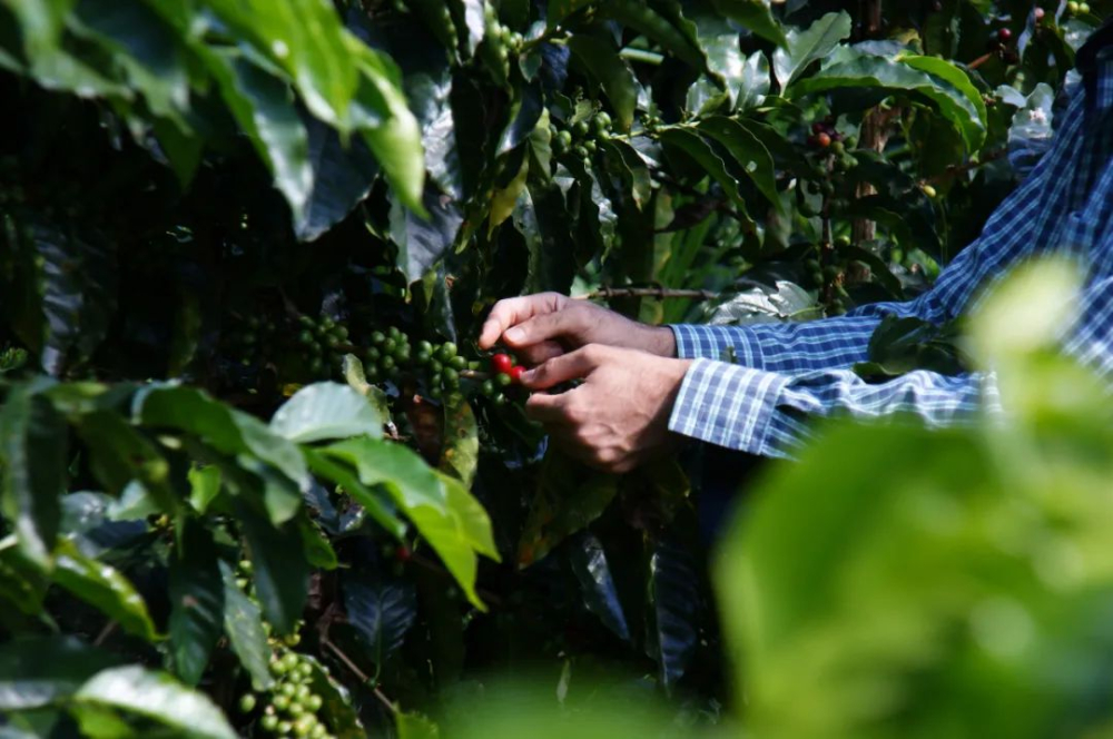 A Complete Guide to Colombian Coffee Regions, Grading & Processing | Flavor Profiles & Pour Over Recommendations