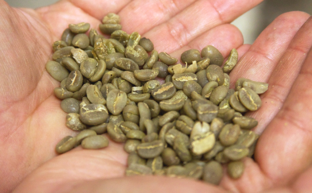 A Complete Guide to Typica Coffee: From Blue Mountain Flavors to Pour Over Brewing Basics
