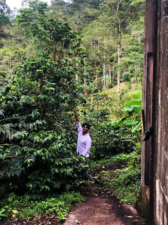 A Complete Guide to Typica Coffee: From Blue Mountain Flavors to Pour Over Brewing Basics
