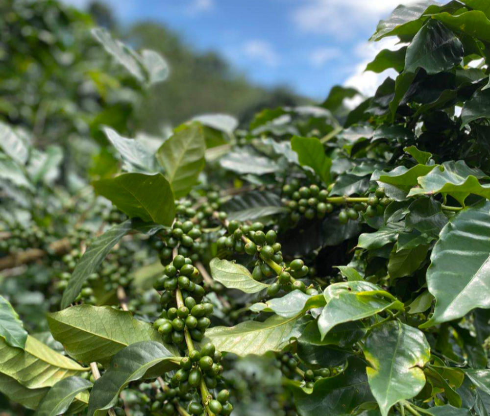 The Evolution of Yunnan Small Bean Coffee Varieties and Pour Over Techniques: A Complete Guide from Catimor to Typica