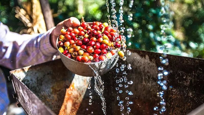A Complete Guide to the Washed Processing Method: Key Steps from Harvest to Drying and Flavor Characteristics