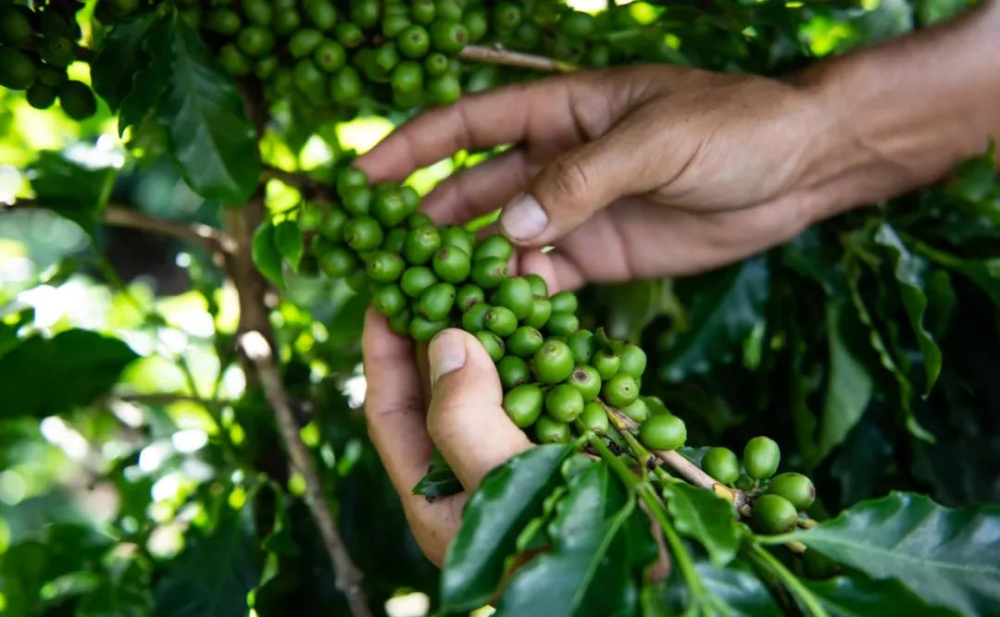 Complete Guide to Washed Beans from Costa Rica's Tarrazú Region: Flavor, Grading & Pour Over Parameters