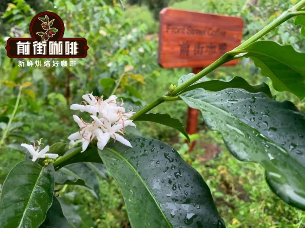 In-depth Analysis of Yunnan Small Bean Coffee: Catimor Variety, Regional Characteristics, and Pour Over Recommendations