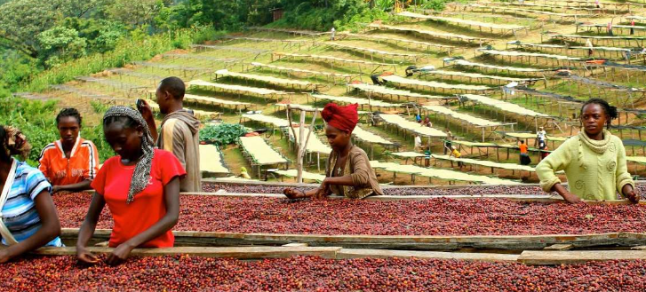 A Comprehensive Guide to Ethiopia's Nine Major Coffee Regions: Flavor Profiles, Processing Methods, and Brewing Recommendations