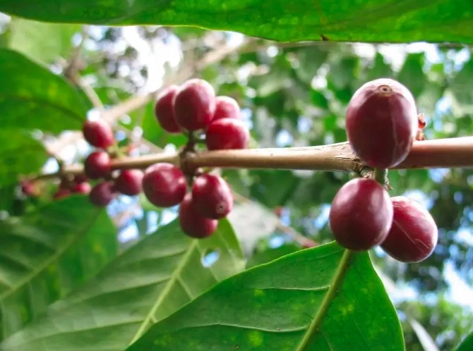 Complete Guide to Pour Over with Panama Emerald Green Label Geisha | Flavor Analysis and Grade Differences